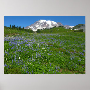 Póster Monte Rainier con Lupins púrpura