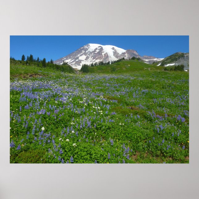 Póster Monte Rainier con Lupins púrpura (Frente)