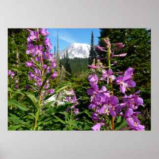 Póster Monte Rainier Entre Flores de Flox Púrpura