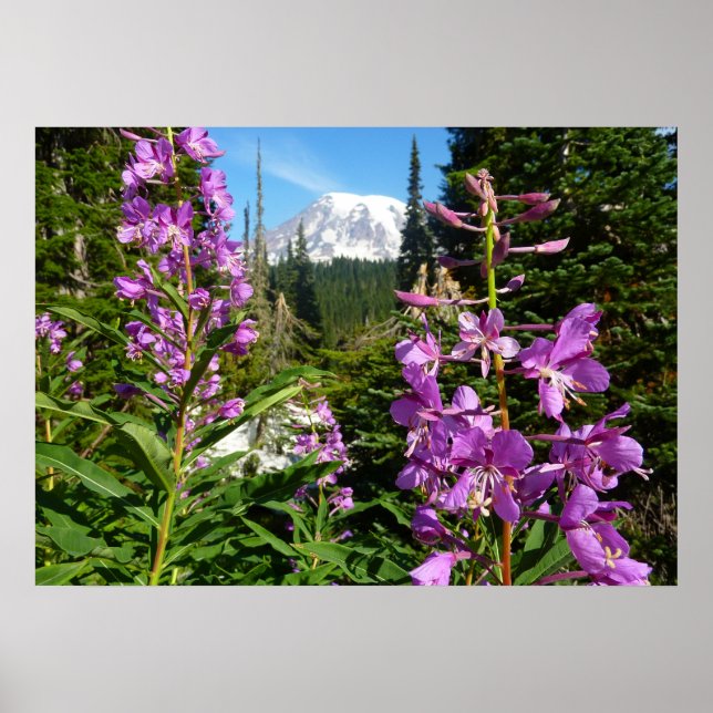 Póster Monte Rainier Entre Flores de Flox Púrpura (Frente)