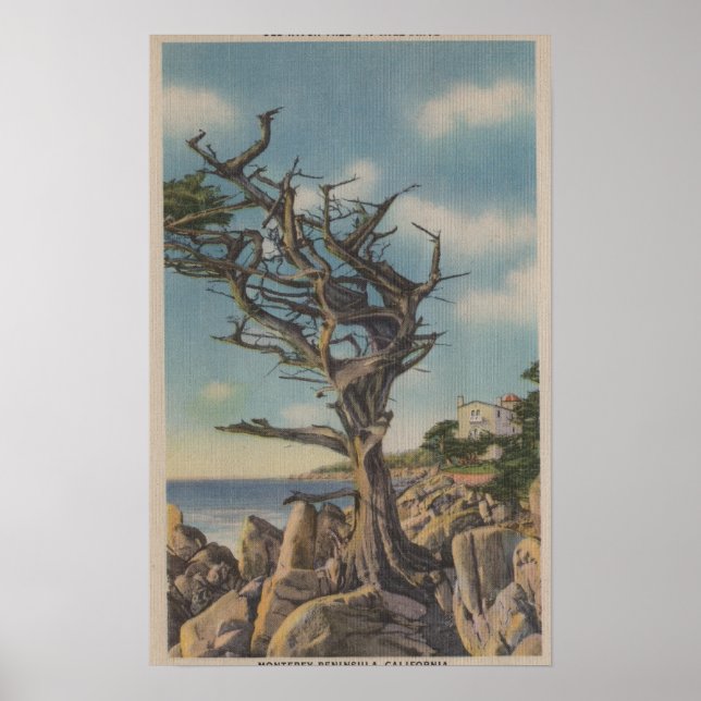 Póster Monterey, CA - Old Witch Tree on 17 Mile (Frente)