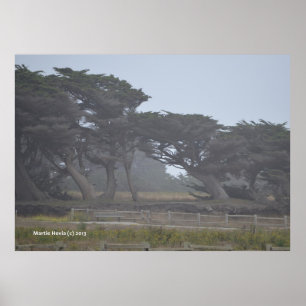 Póster Monterey Cypresses