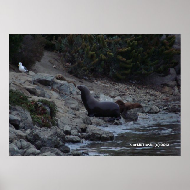 Póster Monterey Watering Hole (Frente)