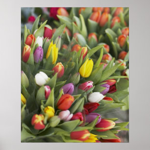 Póster Montones de tulipanes coloridos