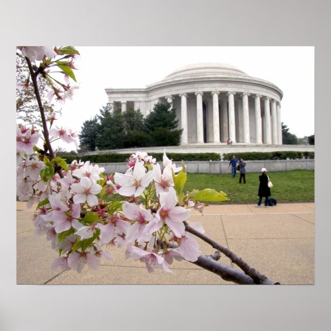 Póster Monumento a Thomas Jefferson con flor de cerezo (Frente)