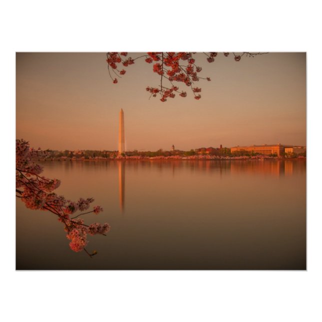 Póster Monumento a Washington Sakura al atardecer. (Anverso)