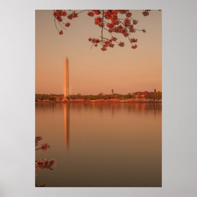 Póster Monumento a Washington Sakura al atardecer. (Frente)