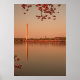 Póster Monumento a Washington Sakura al atardecer.
