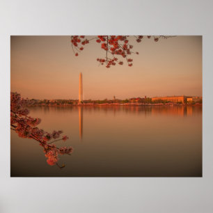 Póster Monumento a Washington Sakura al atardecer.