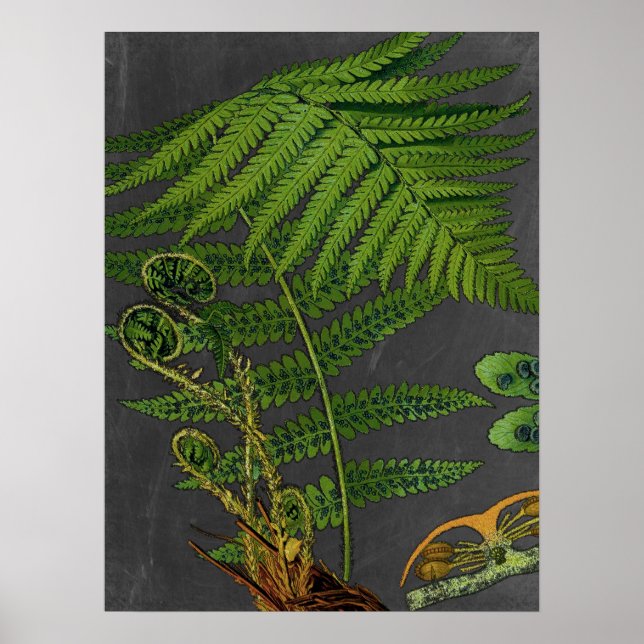 Póster Moody Art Fern con Chalkboard Antecedentes n.º 8 (Frente)