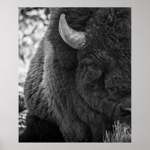 Póster Moody Bison Buffalo Blanco negro