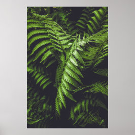 Póster Moody Dark Green Fern Leaves Botanical Nature