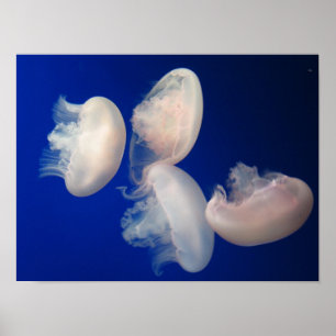 Póster Moon Jellies