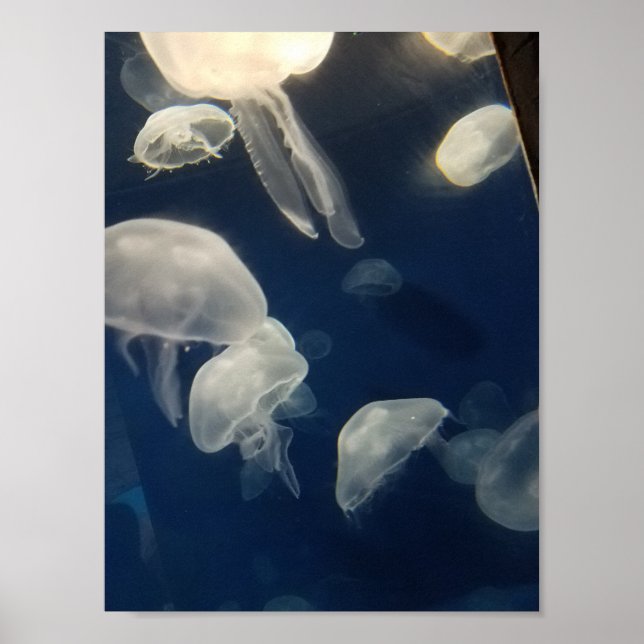 Póster Moon Jellies Poster (Frente)