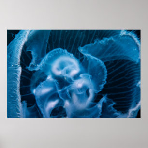 Póster Moon Jelly