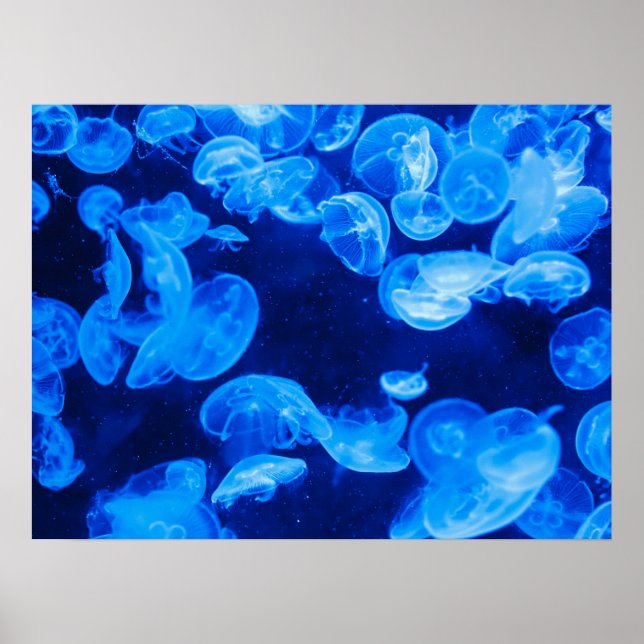 Póster Moon Jelly Fish Poster (Frente)