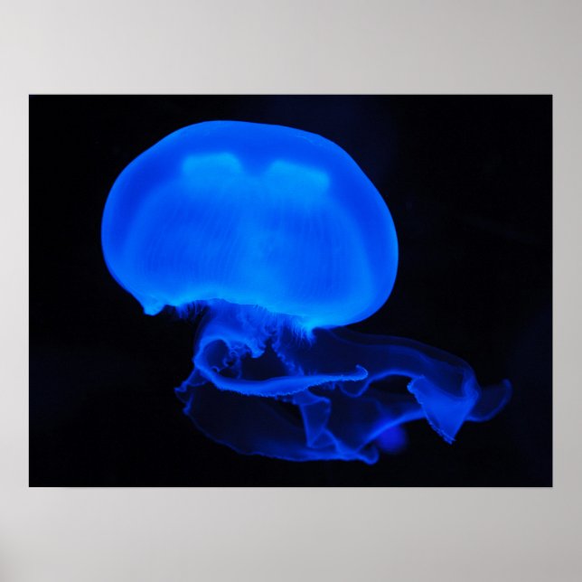 Póster Moon Jelly Fish Poster (Frente)