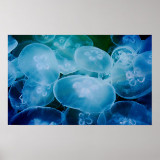 Póster Moon Jellyfish