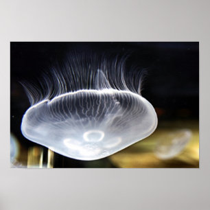 Póster Moon Jellyfish Poster