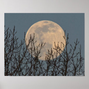 Póster Moon Rising sobre el Poster de los árboles