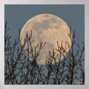 Póster Moon Rising sobre los árboles