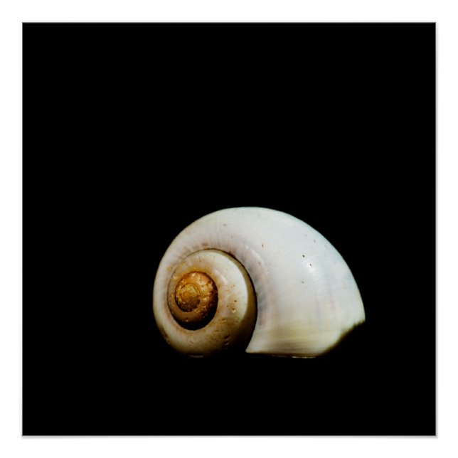 Póster Moon Shell (Anverso)