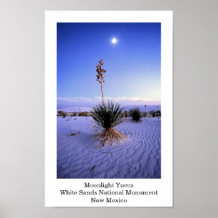 Póster Moonlight Yucca