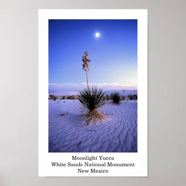 Póster Moonlight Yucca (Frente)