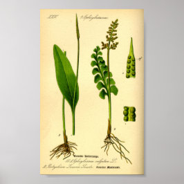 Póster Moonwort Fern (Botrychium lunaria)