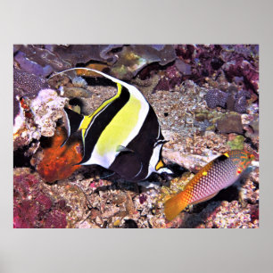 Póster Moorish Idol and Wrasse