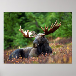 Póster Moose
