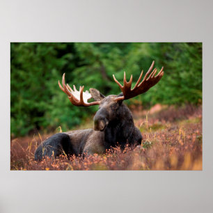 Póster Moose