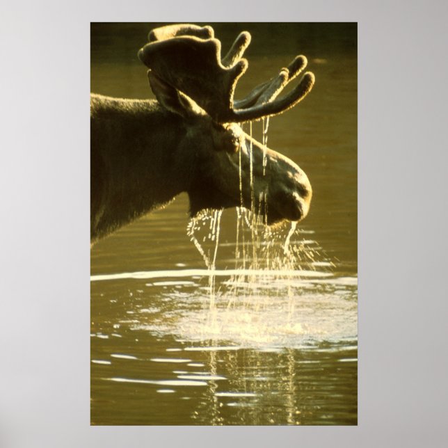 Póster Moose (Frente)