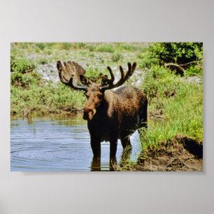 Póster Moose