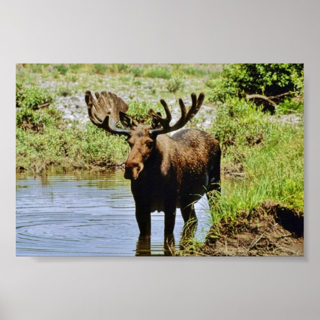 Póster Moose (Frente)