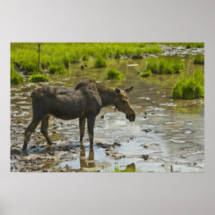 Póster Moose