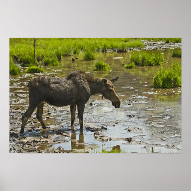 Póster Moose (Frente)