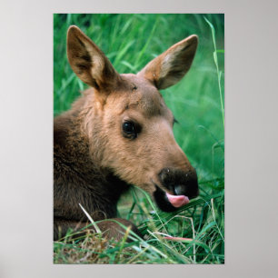 Póster moose, Alces alces, calf lying in grass, Kenai