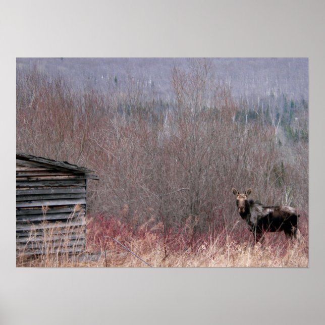 Póster moose and old house (Frente)