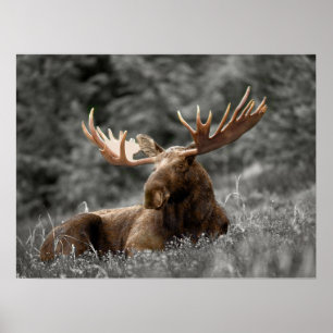 Póster Moose Black White Photo Monocromatic Rustic