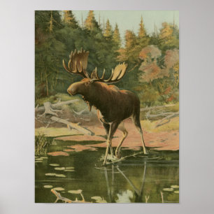 Póster Moose caminando en agua