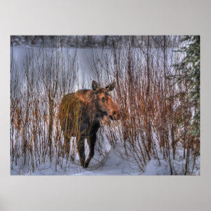 Póster Moose canadiense salvaje en nieve de invierno