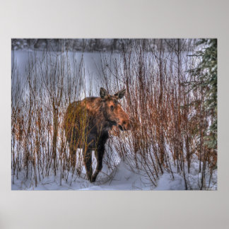 Póster Moose canadiense salvaje en nieve de invierno