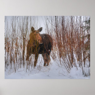 Póster Moose canadiense salvaje en nieve III