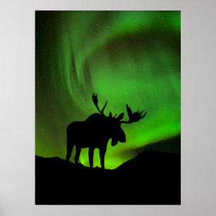 Póster Moose con Green Aurora Borealis, Alaska
