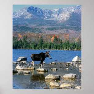 Póster Moose de toro y el monte Katahdin