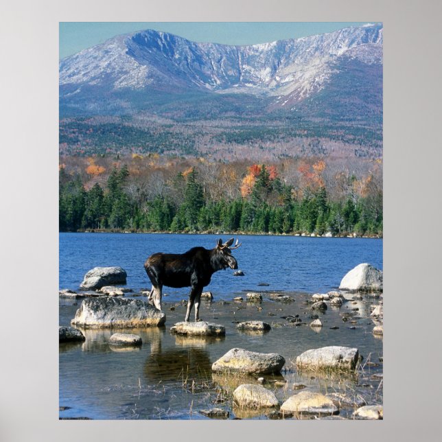 Póster Moose de toro y el monte Katahdin (Frente)