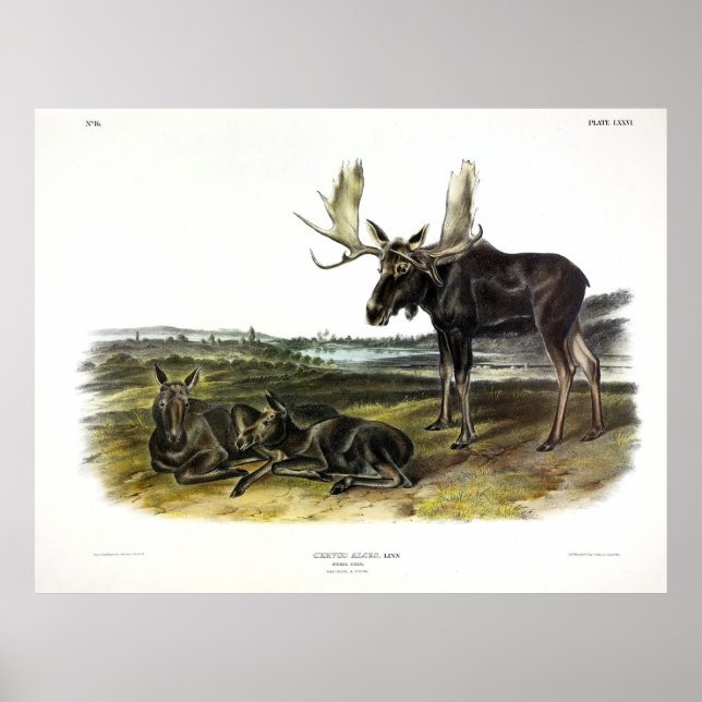 Póster Moose Deer (Moose - Alces alces) de Audubon (Frente)