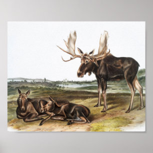 Póster Moose Deer (Servus alces) Illustration