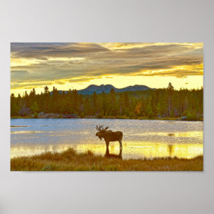 Póster Moose del toro en el lago Sprague, Colorado, Sunri